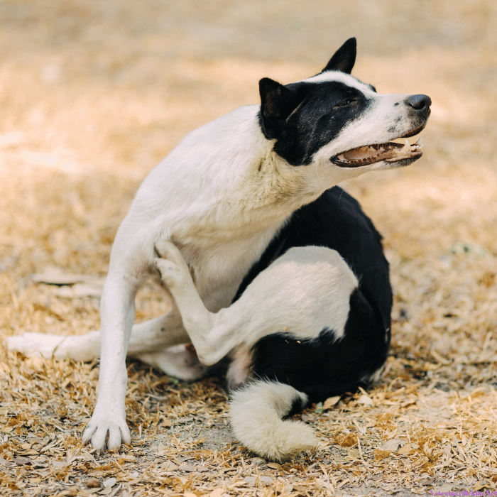 Köpeklerde Kaşıntıların Sebepleri